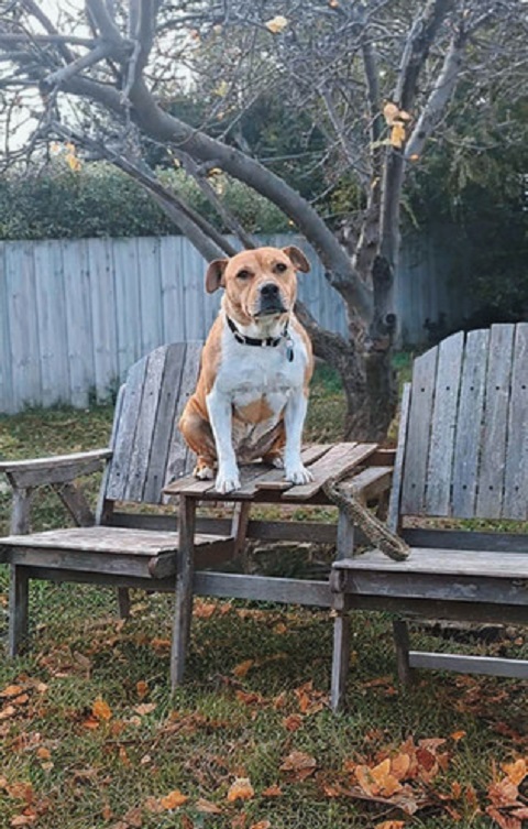A dog sitting proudly on a garden chair