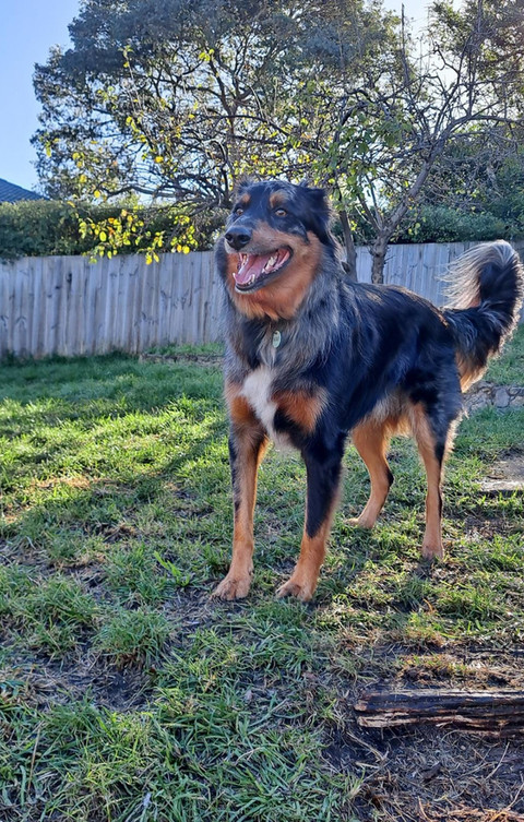 A smiling dog playing outdoors