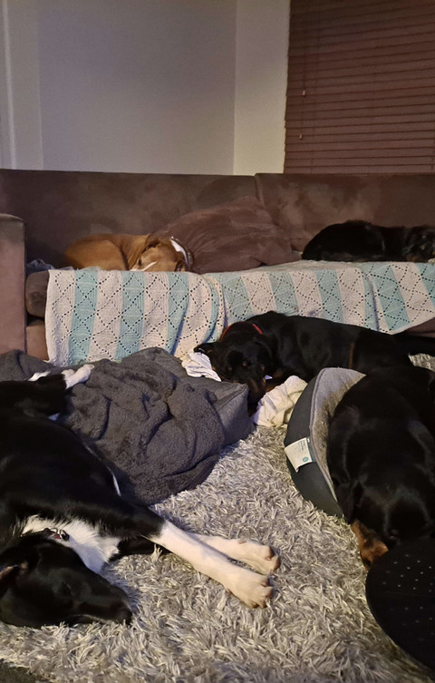 Doggos resting together indoors