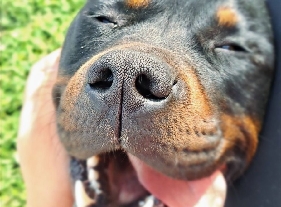 A happy dog enjoying the sunshine at Doggos Unleashed
