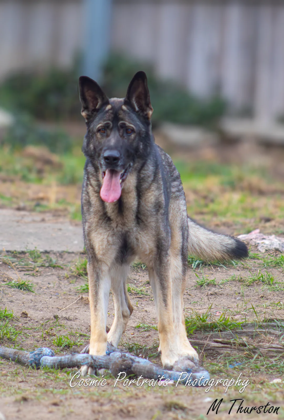 One of the Doggos Unleashed family dogs