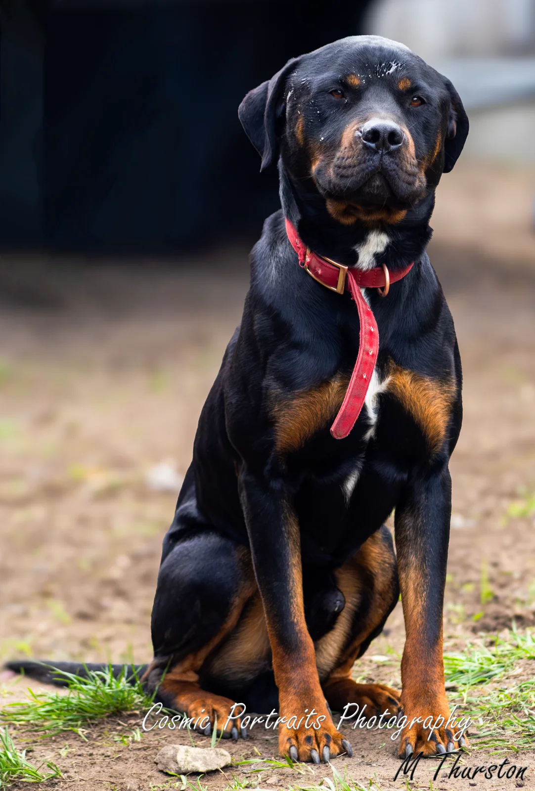 A smiling dog outdoors